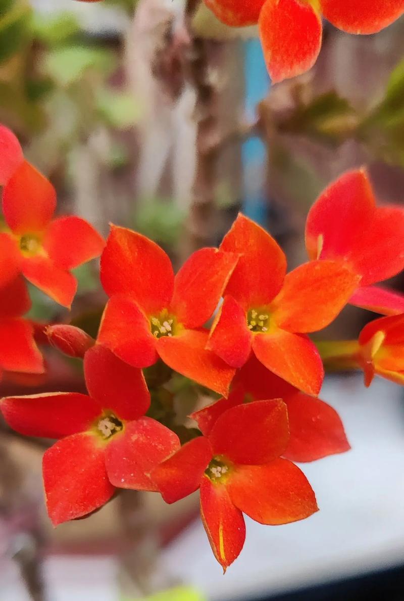 “长寿花”开花茂盛可不难，长寿花开花的征兆-第2张图片-优品飞百科