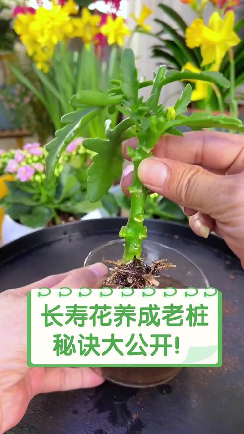“长寿花”开花茂盛可不难，长寿花开花的征兆-第3张图片-优品飞百科
