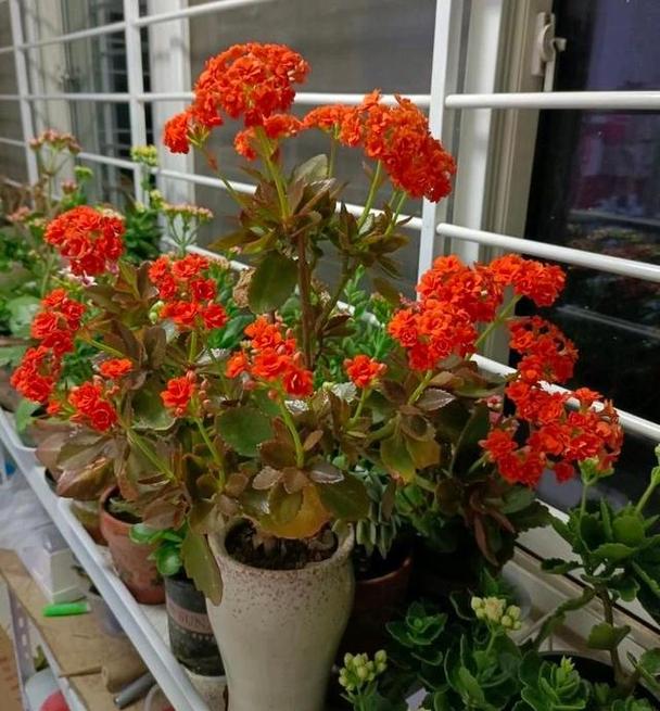 “长寿花”开花茂盛可不难，长寿花开花的征兆-第4张图片-优品飞百科