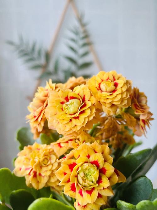 “长寿花”开花茂盛可不难，长寿花开花的征兆-第5张图片-优品飞百科