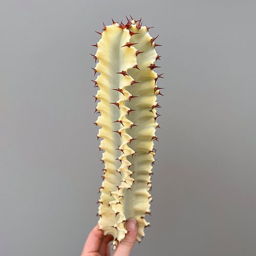 大戟阁锦怎么过冬？大戟科冬天怎么养？