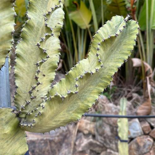 大戟阁锦怎么过冬？大戟科冬天怎么养？-第3张图片-优品飞百科