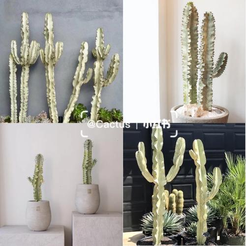 大戟阁锦怎么过冬？大戟科冬天怎么养？-第4张图片-优品飞百科