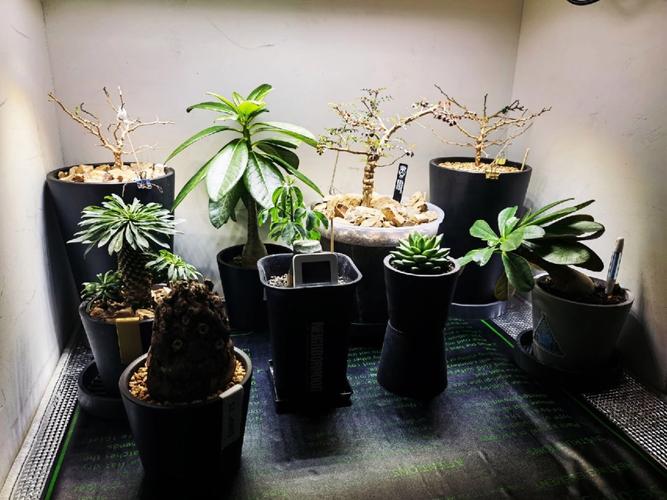 大戟阁锦怎么过冬？大戟科冬天怎么养？-第5张图片-优品飞百科