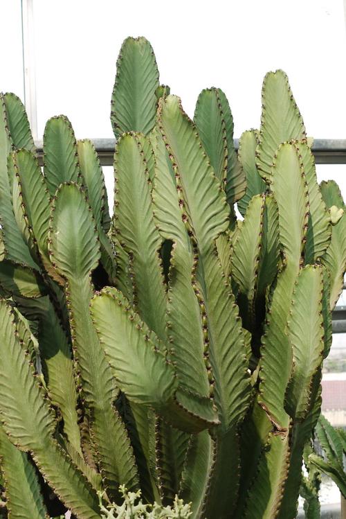 大戟阁锦怎么过冬？大戟科冬天怎么养？-第6张图片-优品飞百科