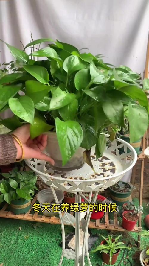 绿萝水养冬天会冻死吗，绿萝水养冬天会冻死吗视频？