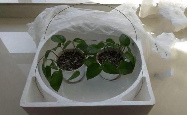 绿萝水养冬天会冻死吗，绿萝水养冬天会冻死吗视频？-第3张图片-优品飞百科