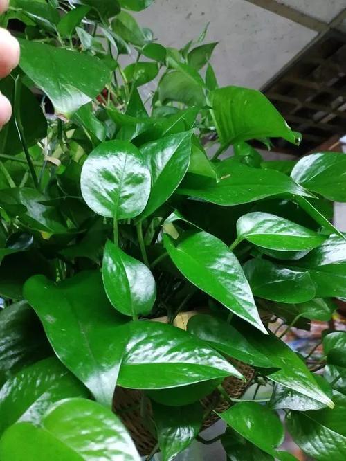 绿萝水养冬天会冻死吗，绿萝水养冬天会冻死吗视频？-第4张图片-优品飞百科