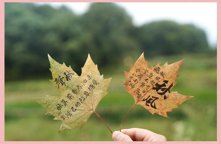 秋天去外面“拣”点树叶，秋天里捡叶子的作文？-第2张图片-优品飞百科