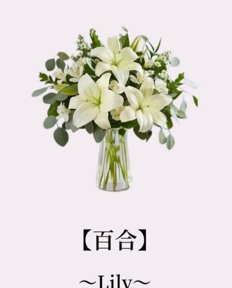 百合对水分的要求,百合对水分的要求是多少-第2张图片-优品飞百科 百合对水分的要求,百合对水分的要求是多少-第2张图片-优品飞百科