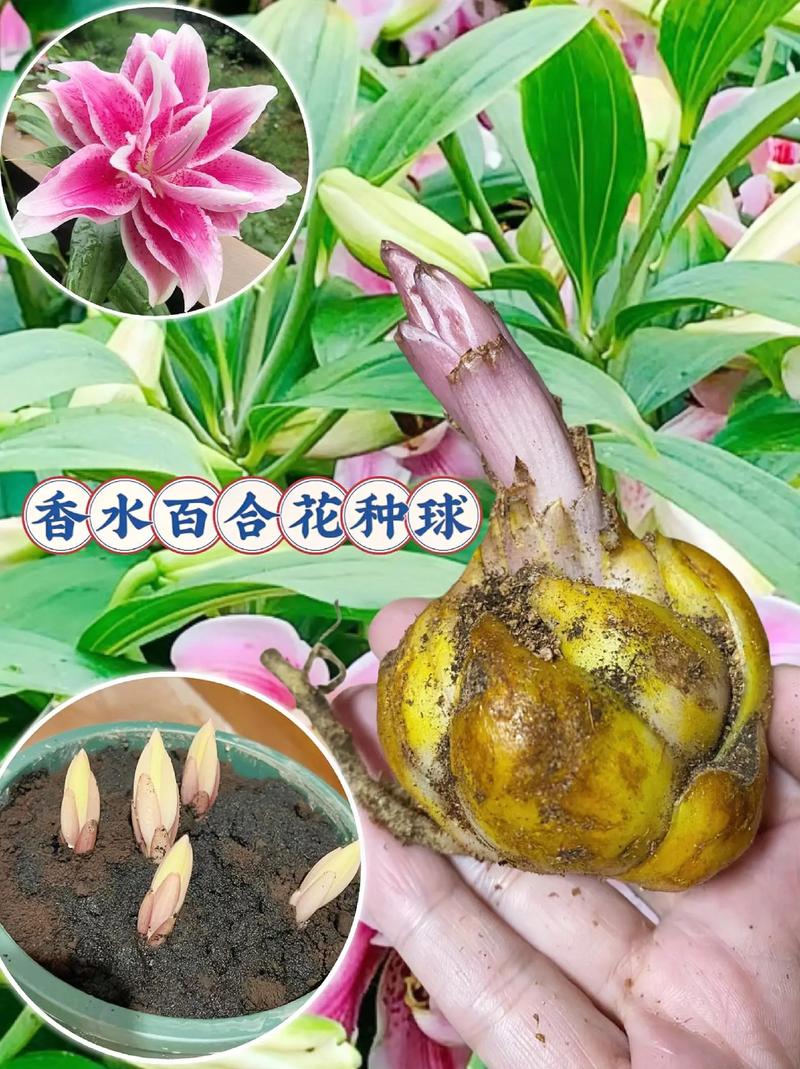 百合对水分的要求,百合对水分的要求是多少-第3张图片-优品飞百科 百合对水分的要求,百合对水分的要求是多少-第3张图片-优品飞百科