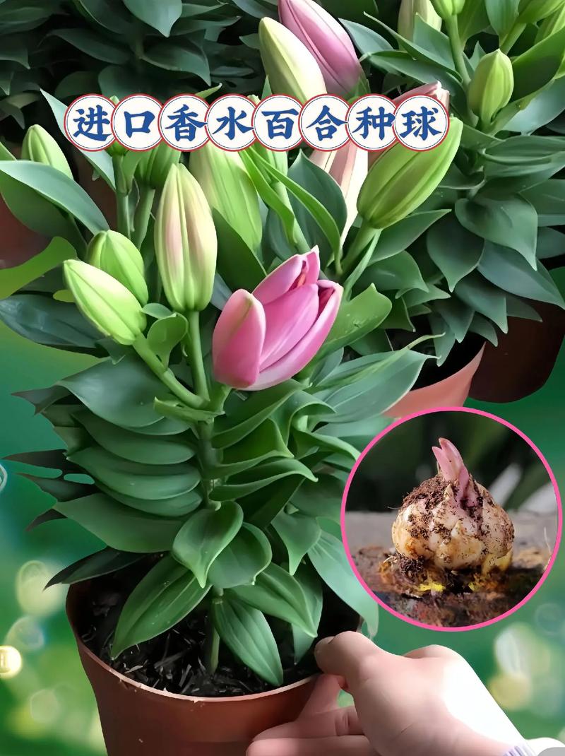 百合对水分的要求,百合对水分的要求是多少-第6张图片-优品飞百科 百合对水分的要求,百合对水分的要求是多少-第6张图片-优品飞百科