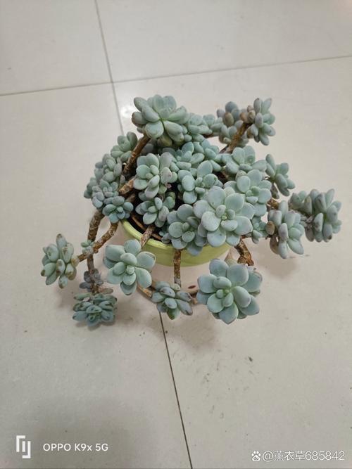 亚蜡木施肥方法?木蜡树是否有毒?-第2张图片-优品飞百科 亚蜡木施肥方法?木蜡树是否有毒?-第2张图片-优品飞百科