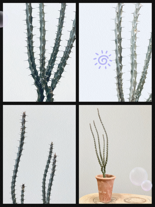 亚蜡木施肥方法?木蜡树是否有毒?-第6张图片-优品飞百科 亚蜡木施肥方法?木蜡树是否有毒?-第6张图片-优品飞百科