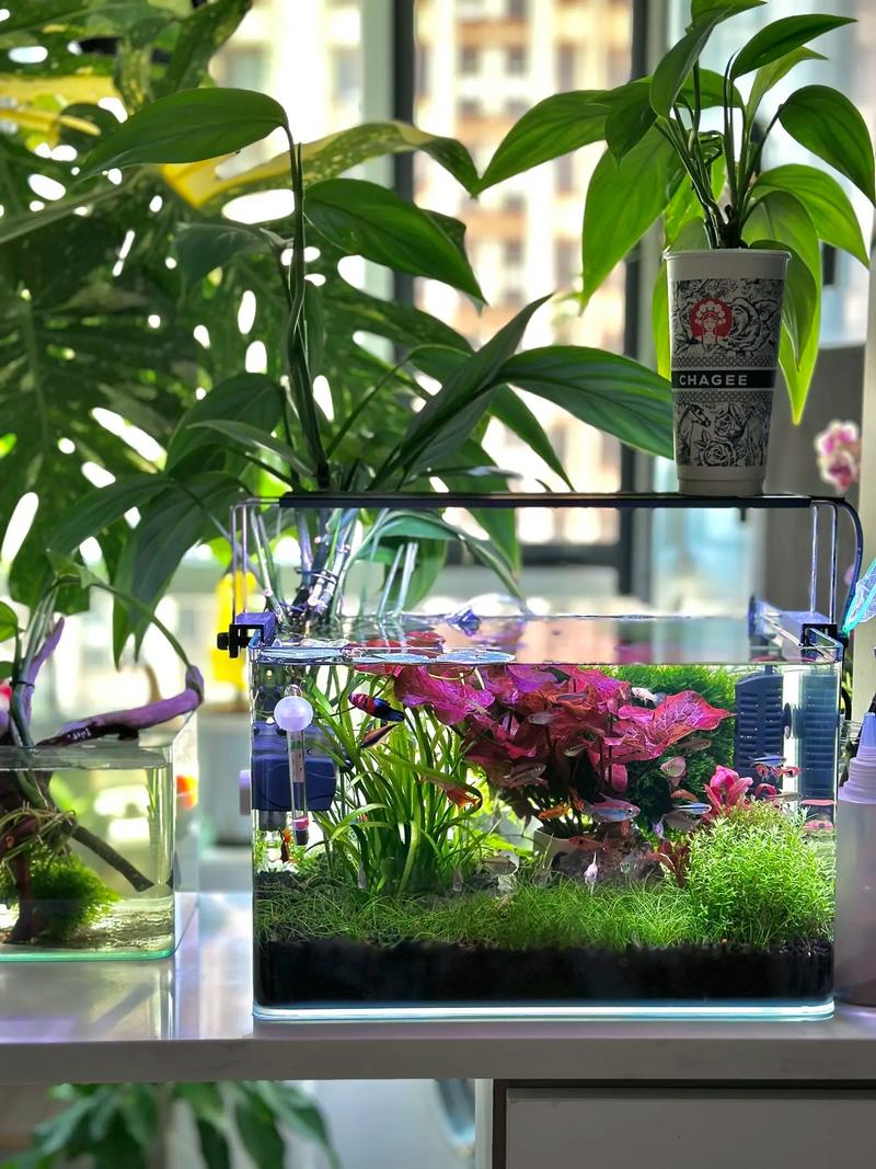 荷花缸里适合养什么鱼？荷花缸能养什么鱼？