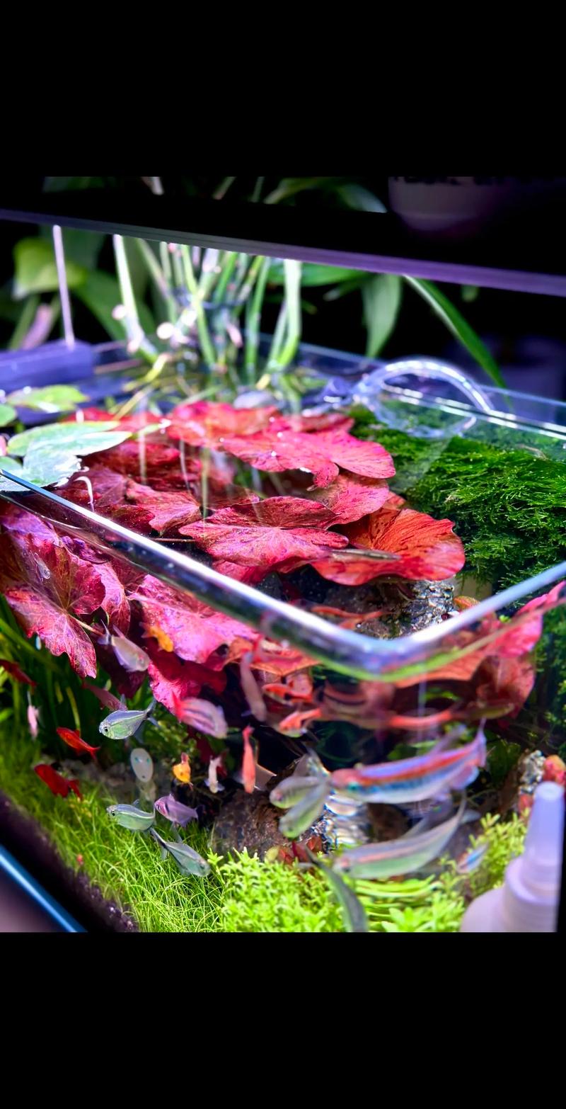 荷花缸里适合养什么鱼？荷花缸能养什么鱼？-第2张图片-优品飞百科
