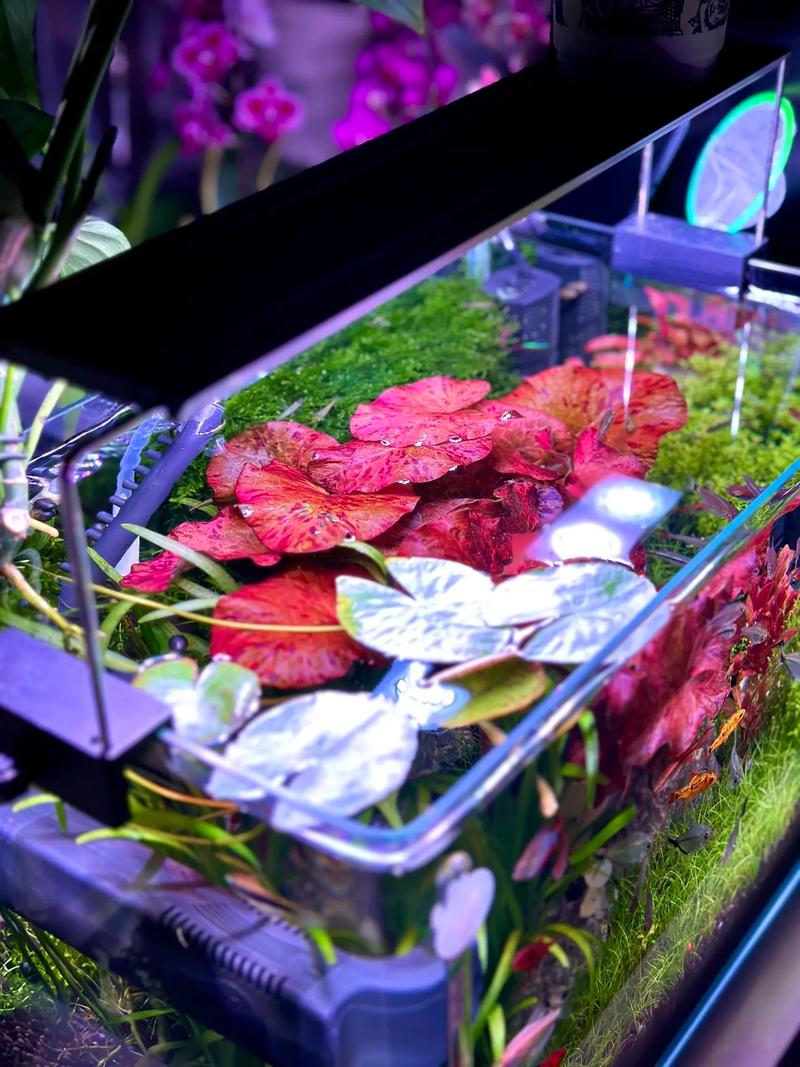 荷花缸里适合养什么鱼？荷花缸能养什么鱼？-第4张图片-优品飞百科