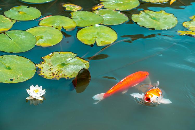 荷花缸里适合养什么鱼？荷花缸能养什么鱼？-第3张图片-优品飞百科