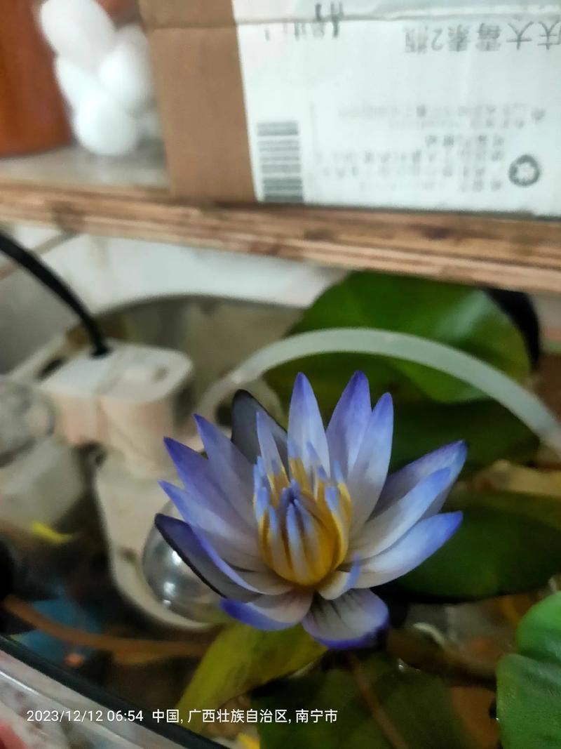 荷花缸里适合养什么鱼？荷花缸能养什么鱼？-第5张图片-优品飞百科