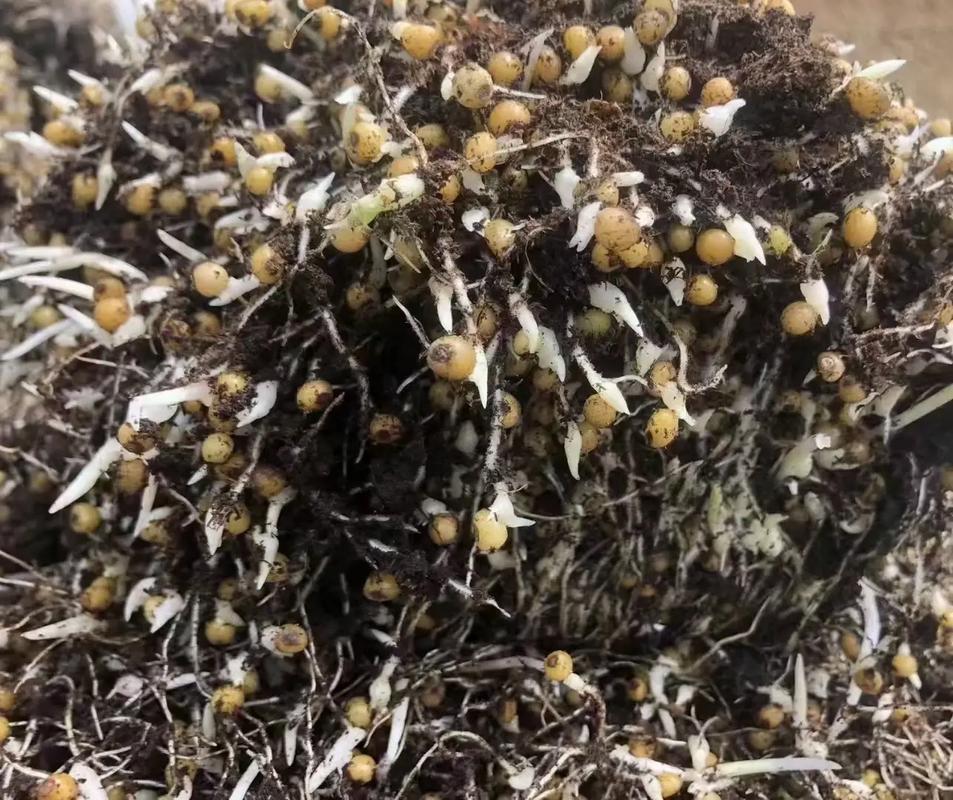 黄精种子多久能出苗的简单介绍