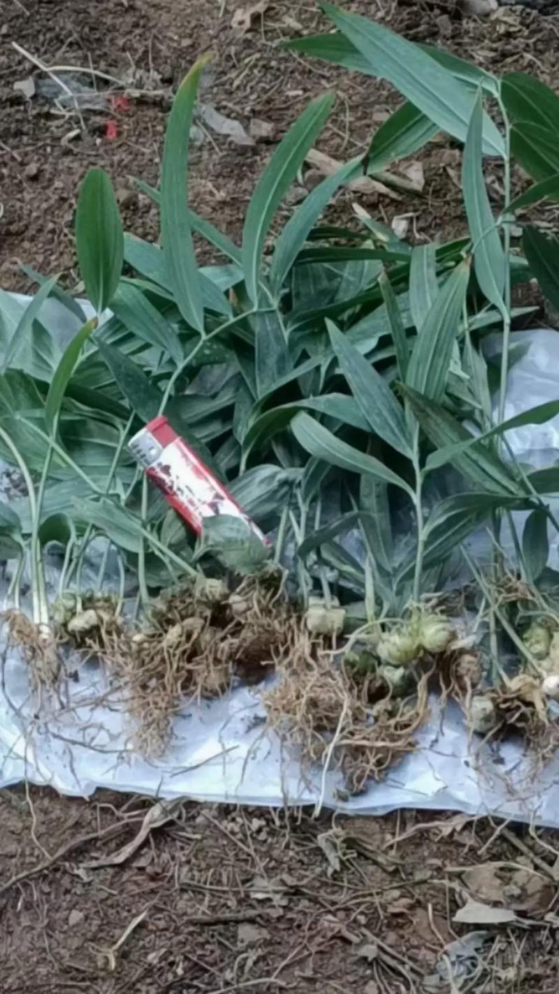 黄精种子多久能出苗的简单介绍-第2张图片-优品飞百科