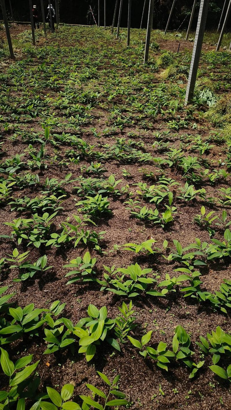 黄精种子多久能出苗的简单介绍-第3张图片-优品飞百科