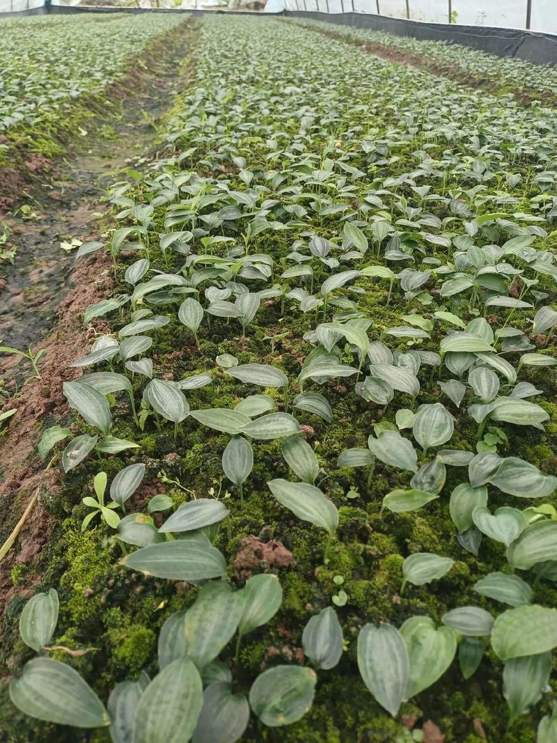 黄精种子多久能出苗的简单介绍-第4张图片-优品飞百科