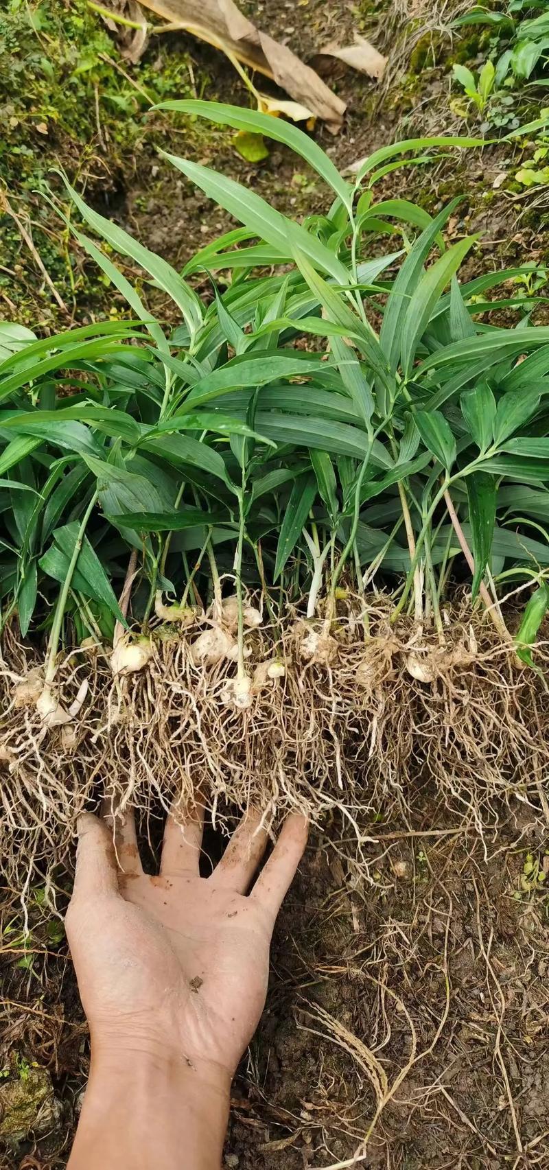 黄精种子多久能出苗的简单介绍-第6张图片-优品飞百科