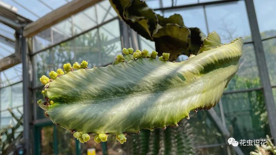 大戟阁锦几天浇一次，大戟阁养殖？-第2张图片-优品飞百科