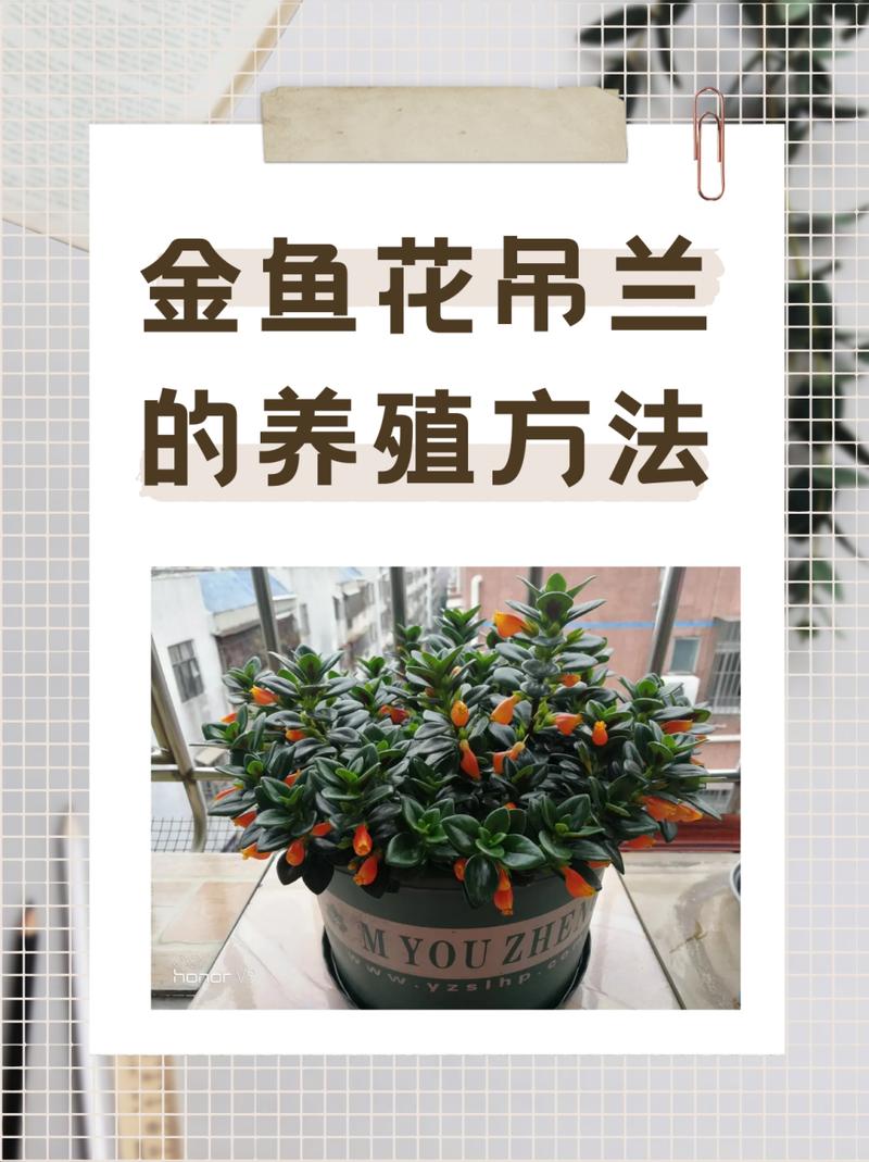 吊兰怎么养长得旺盛？吊兰怎么养更旺盛？