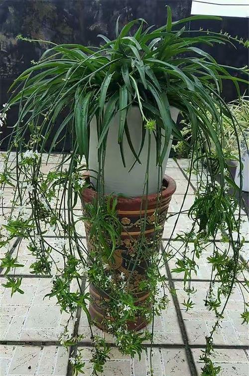 吊兰怎么养长得旺盛？吊兰怎么养更旺盛？-第4张图片-优品飞百科