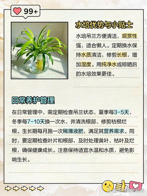 吊兰怎么养长得旺盛？吊兰怎么养更旺盛？-第6张图片-优品飞百科