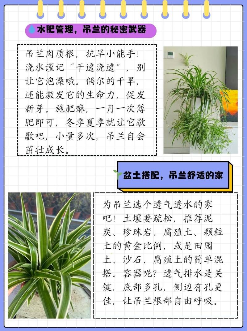 吊兰怎么养长得旺盛？吊兰怎么养更旺盛？-第7张图片-优品飞百科