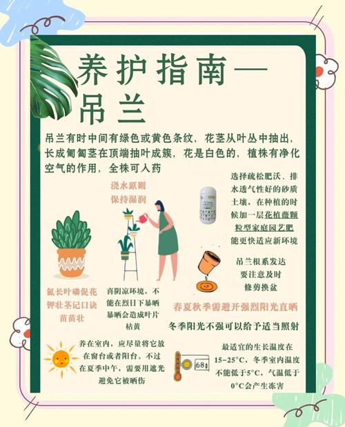 吊兰怎么养长得旺盛？吊兰怎么养更旺盛？-第8张图片-优品飞百科