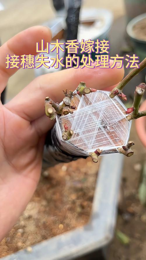 山木香嫁接月季过程，山木香嫁接月季缺点？
