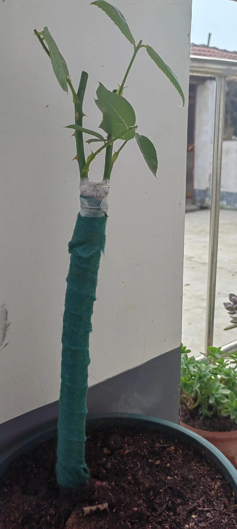 山木香嫁接月季过程，山木香嫁接月季缺点？-第4张图片-优品飞百科