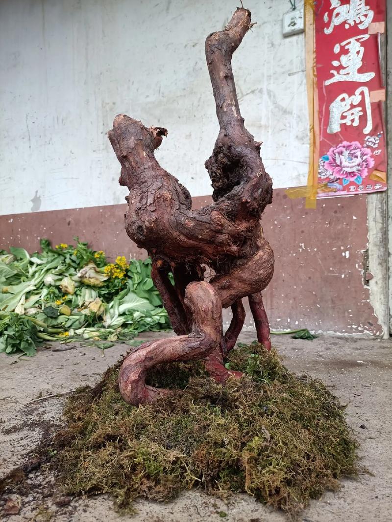 山木香嫁接月季过程，山木香嫁接月季缺点？-第3张图片-优品飞百科