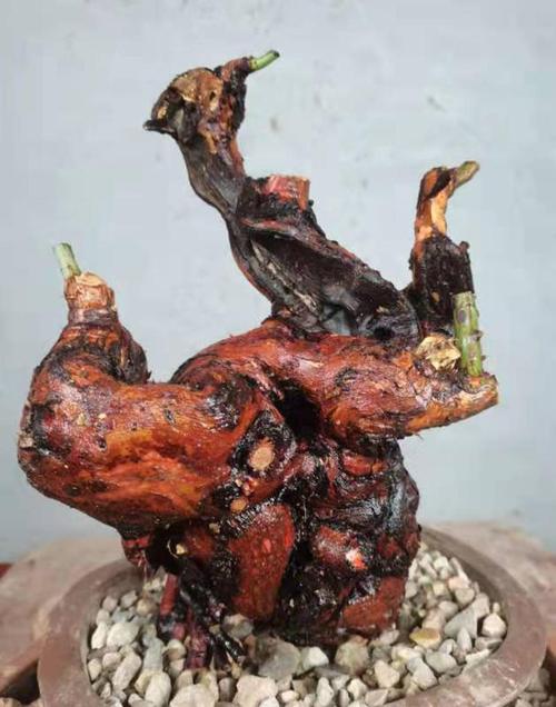 山木香嫁接月季过程，山木香嫁接月季缺点？-第5张图片-优品飞百科