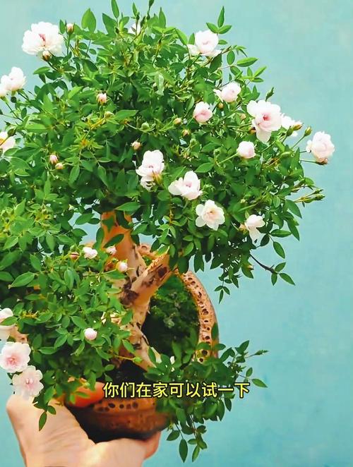 山木香嫁接月季过程，山木香嫁接月季缺点？-第6张图片-优品飞百科