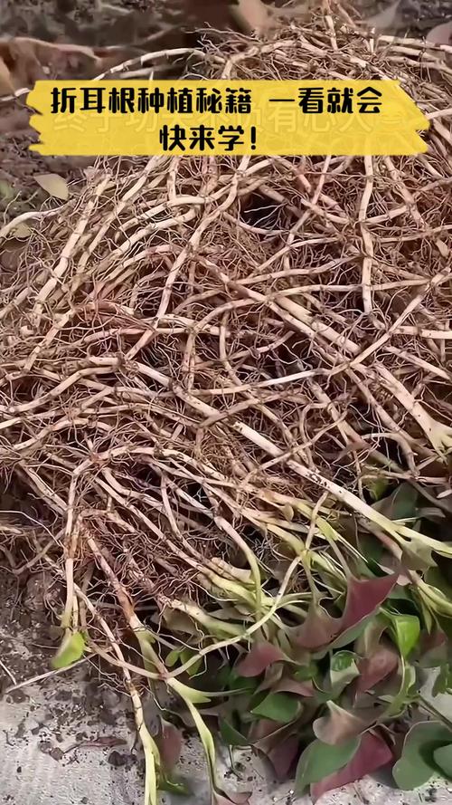 家里怎么养鱼腥草，家庭种植鱼腥草