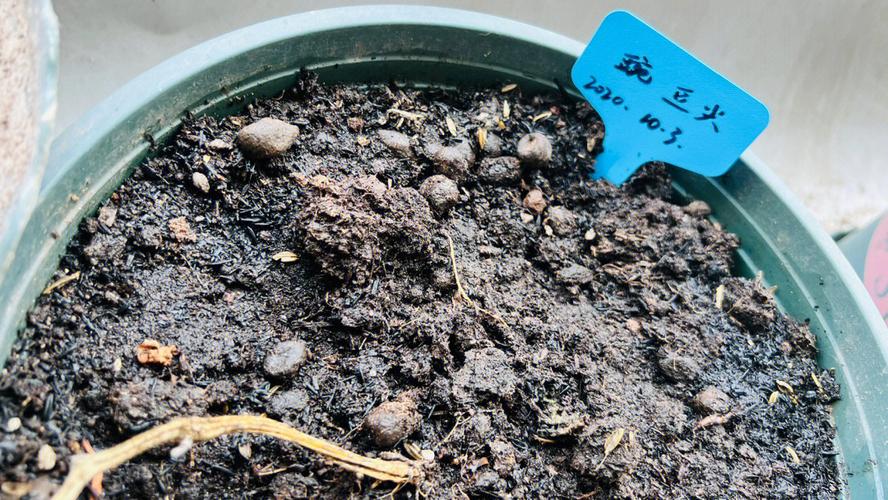 家里怎么养鱼腥草，家庭种植鱼腥草-第2张图片-优品飞百科