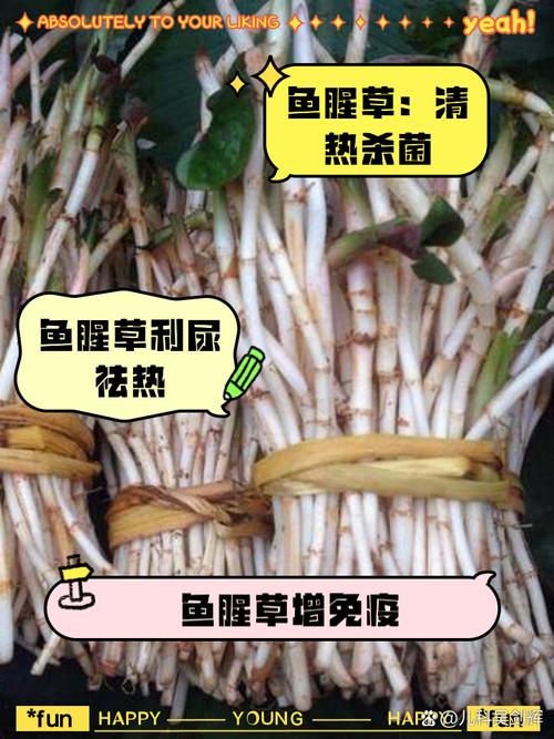 家里怎么养鱼腥草，家庭种植鱼腥草-第3张图片-优品飞百科