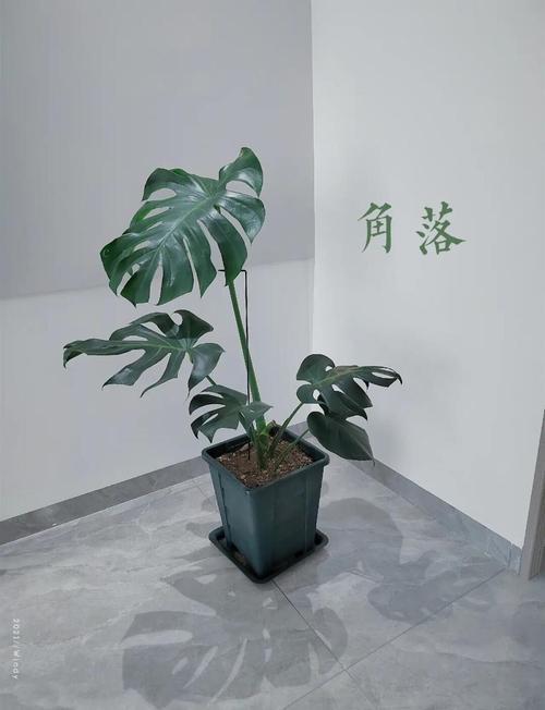 龟背竹换盆的步骤，龟背竹如何换盆有哪些禁忌？