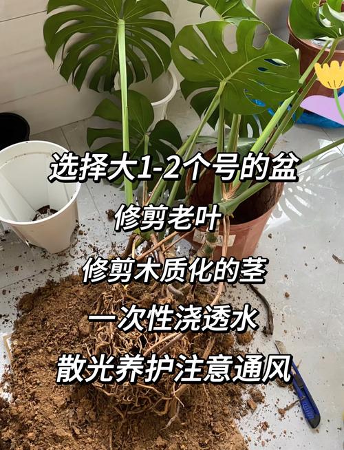 龟背竹换盆的步骤，龟背竹如何换盆有哪些禁忌？-第4张图片-优品飞百科