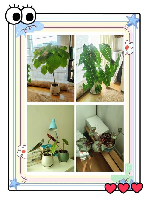 龟背竹换盆的步骤，龟背竹如何换盆有哪些禁忌？-第6张图片-优品飞百科