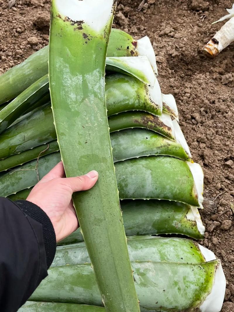 芦荟叶子能插活吗，芦荟叶子能插活吗有毒吗？