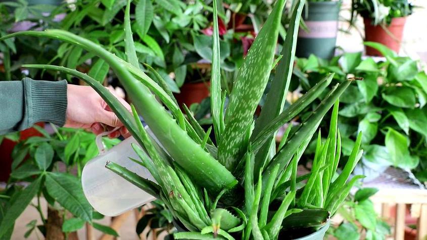 芦荟叶子能插活吗，芦荟叶子能插活吗有毒吗？-第2张图片-优品飞百科