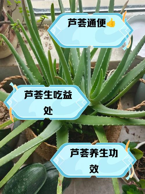 芦荟叶子能插活吗，芦荟叶子能插活吗有毒吗？-第3张图片-优品飞百科