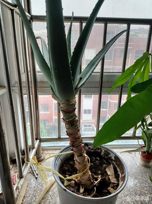 芦荟叶子能插活吗，芦荟叶子能插活吗有毒吗？-第4张图片-优品飞百科