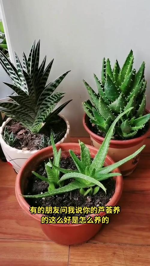 芦荟叶子能插活吗，芦荟叶子能插活吗有毒吗？-第5张图片-优品飞百科